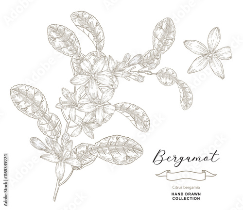 Bergamot flowers on branch vector illustration. Citrus bergamia plant isolated on white background. Hand drawn engraving style.