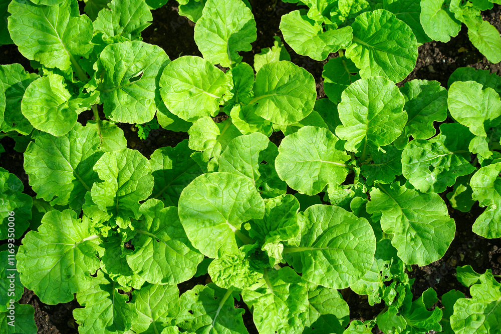 Young seedlings of green vegetable salad growing in farm.Vegetables plantation in garden, Organic plant cultivation greenhouses. Young seedlings of green vegetable salad growing in farm.Vegetables plantation in garden, Organic plant cultivation greenhouses.