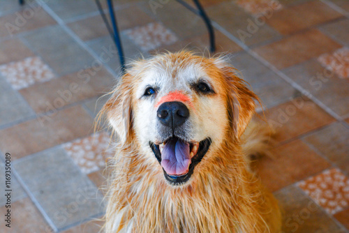 Golden retriever com os pelos molhados sorrindo usando protetor solar vegano no focinho. photo