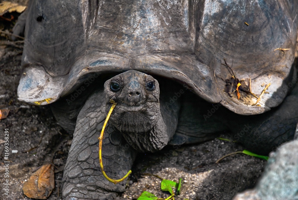 Close-up of a giant tortoise munching on vegetation, highlighting its rugged shell and textured skin. Close-up of a giant tortoise munching on vegetation, highlighting its rugged shell and textured skin.