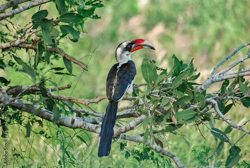 A Von der Decken's hornbill perched on a branch with vibrant green foliage in the background. photo