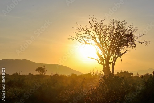 Wallpaper Mural A silhouette of a tree against a vibrant sunrise, casting golden hues over the savanna landscape. Torontodigital.ca