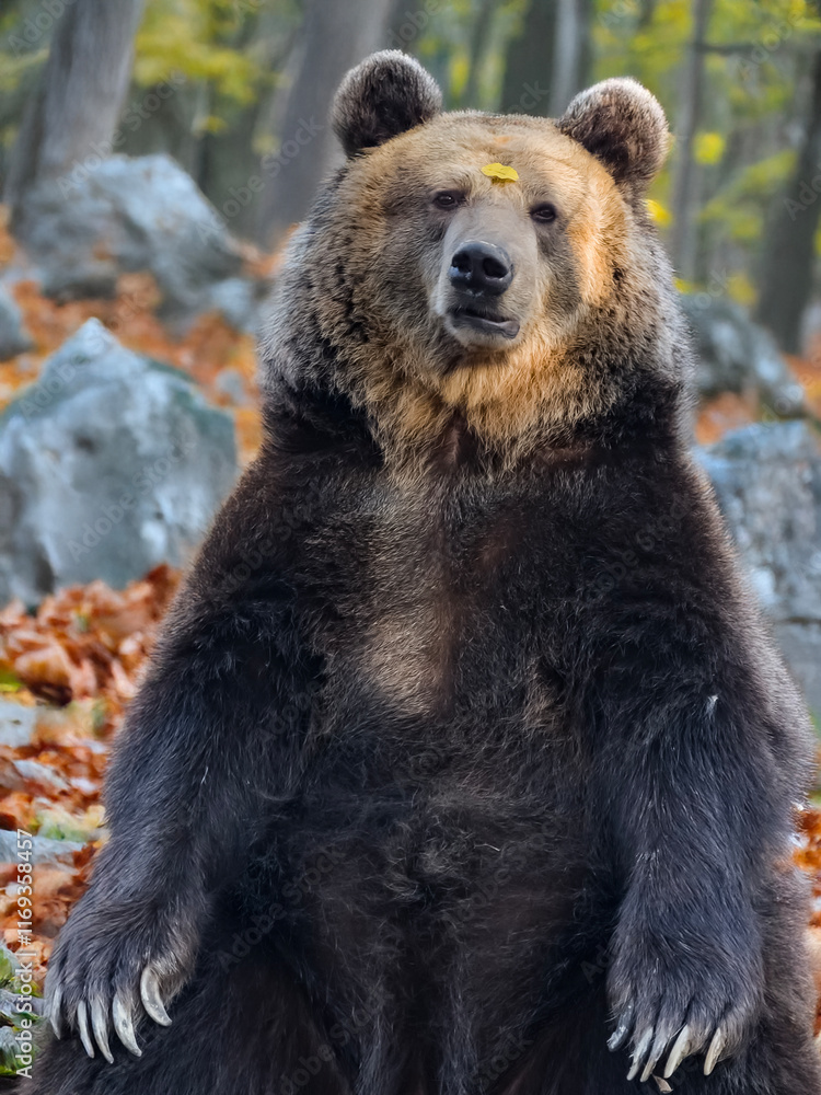 Fototapeta premium Funny photo of a sitting brown bear