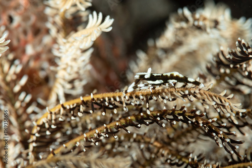 Gamberetto pulitore, Laomenes amboinensis, mimetizzato con la stessa livrea del crinoide ospite  photo