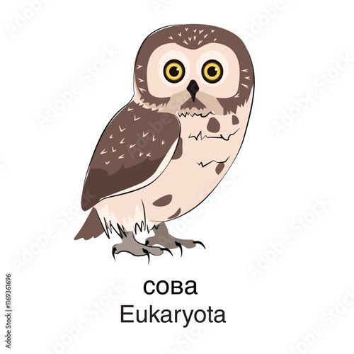 Eukaryota.  Vector. White background. Owl