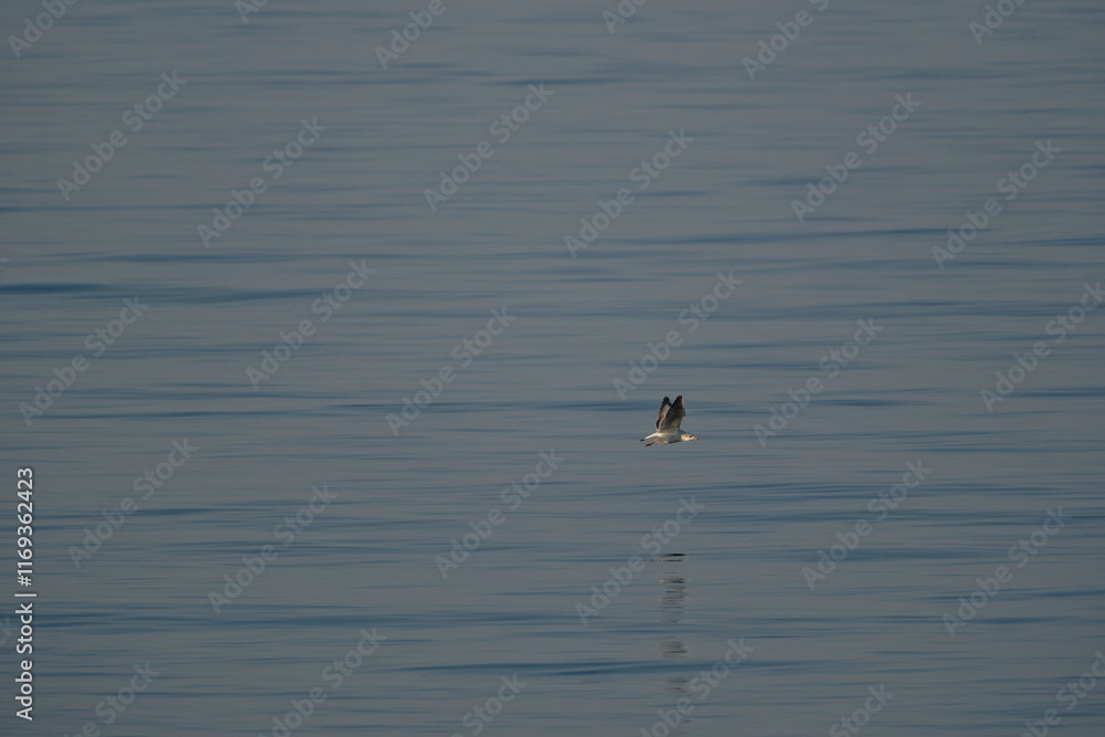 Seagull flying in the blue sea water. Seagull on the water. Seagull flying in the blue sea water. Seagull on the water.