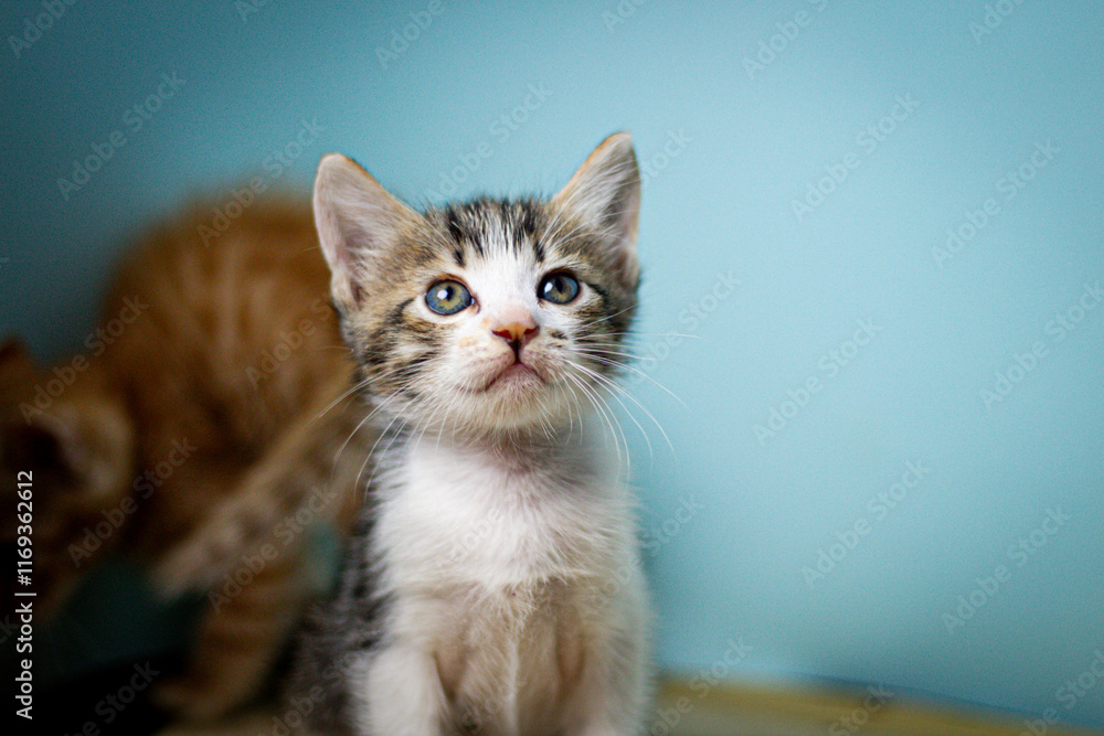 Obraz premium kitten on blue background