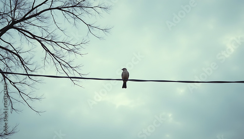 Solitary bird sitting on a power line against a moody sky and bare tree branches photo