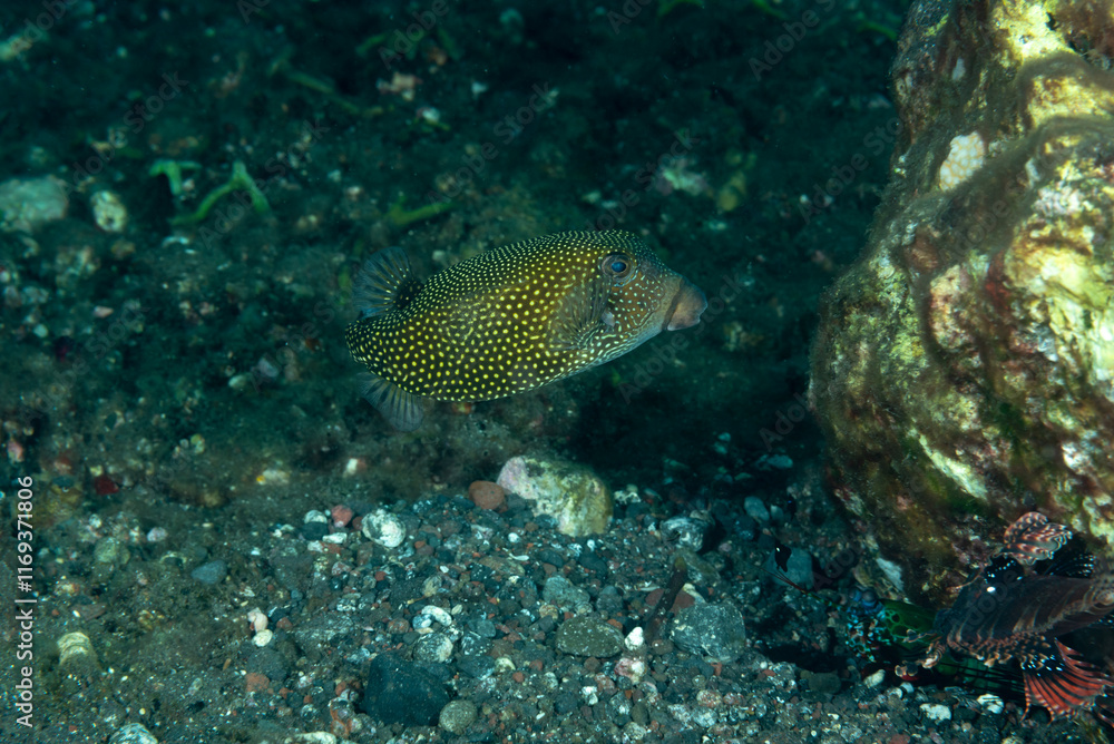 Pesce scatola, Ostracion cubicus, su fondale vulcanico
Pesce scatola, Ostracion cubicus, su fondale vulcanico