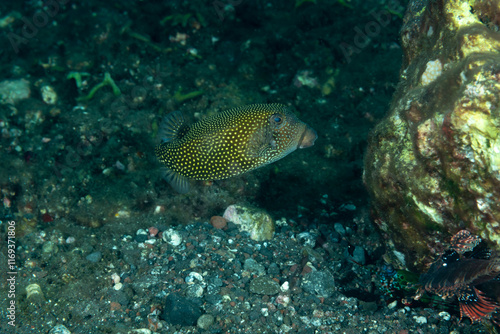 Pesce scatola, Ostracion cubicus, su fondale vulcanico 
 photo