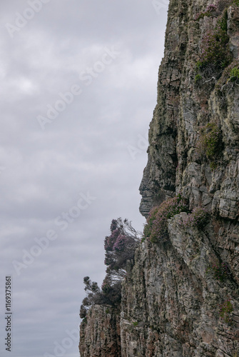 Heather Growing on a Rock Cliff photo