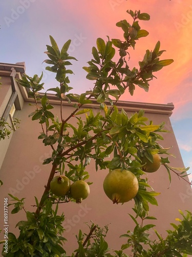 Branches of outdoor pomegranate tree with large fruits on it, light building wall on the background and beautiful sunset sky