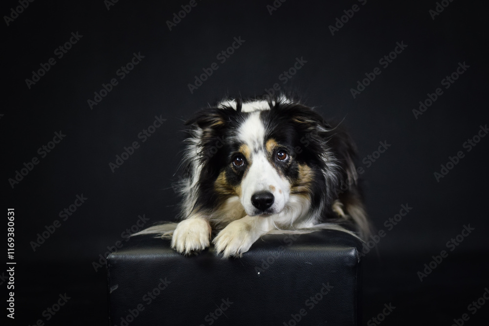 Fototapeta premium photo of dog in photo studio on black color. Black background in photo studio with dog. 