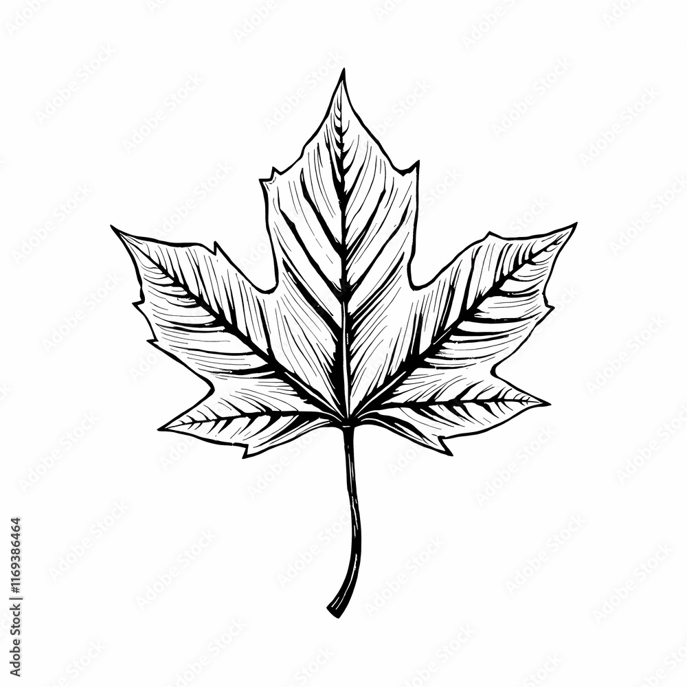 Hand Drawn Maple Leaf: Delicate, intricate sketch of a maple leaf, perfect for fall designs, nature illustrations, and botanical projects. Hand Drawn Maple Leaf: Delicate, intricate sketch of a maple leaf, perfect for fall designs, nature illustrations, and botanical projects.