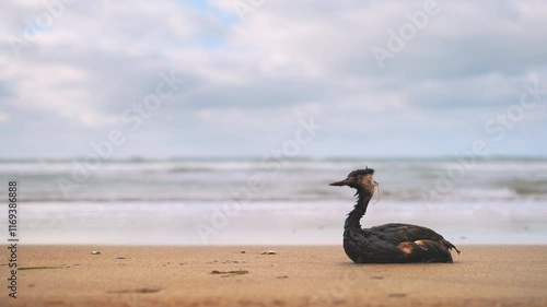 Bird covered in oil sitting on sandy seashore with surf in background, copy space for animal tragedy, environmental tragedy, oil spill