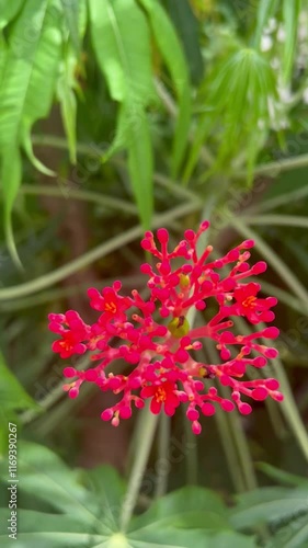 Jatropha multifida L 
Merthiolate