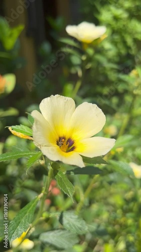 Turnera subulata 
Flor do guarujá