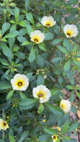Turnera subulata 
Flor do guarujá