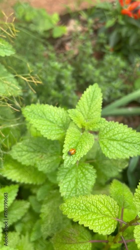 Melissa officinalis with ladybirds