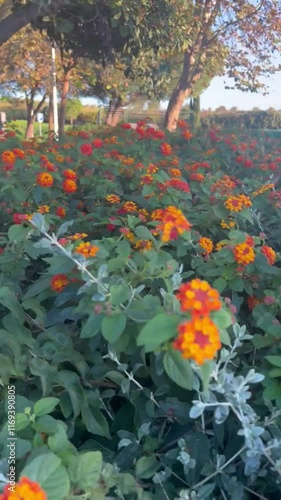 Lantana camara