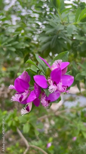 Polygala myrtifolia

Arbusto borboleta