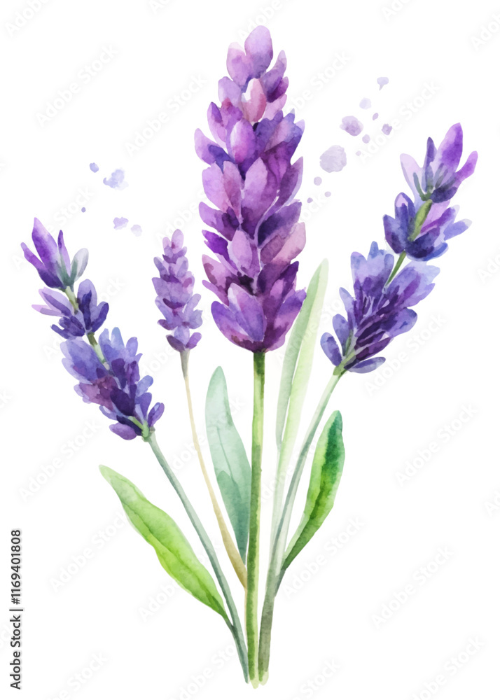 Naklejka premium Lavender flowers, watercolor painting, vibrant purple hues, botanical illustration, nature art, floral decor.