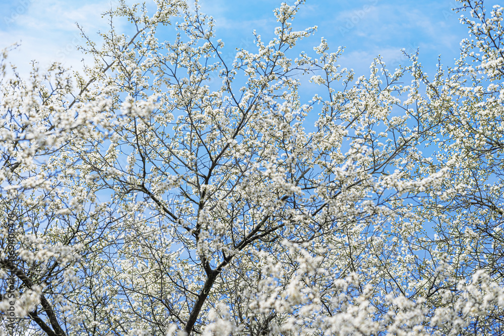 Blooming tree branches against clear blue sky.
