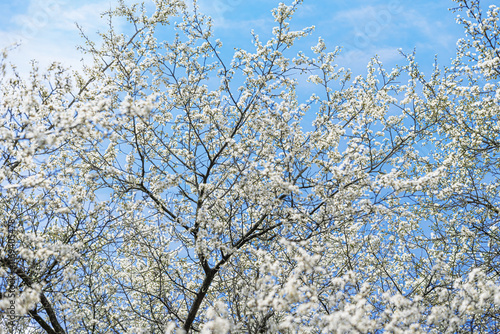 Obraz na płótnie Blooming tree branches against clear blue sky. w salonie