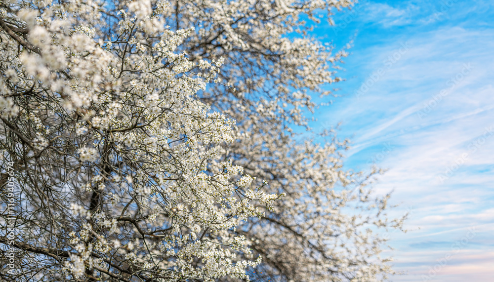 Blooming tree branches against clear blue sky.