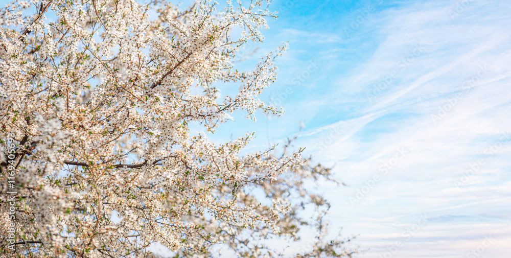 Blooming tree branches against clear blue sky.