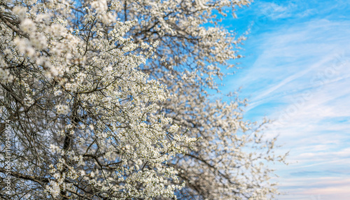 Obraz na płótnie Blooming tree branches against clear blue sky. w salonie