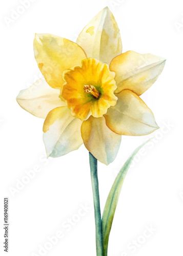 Watercolor daffodil flower, vibrant yellow petals, delicate green stem, nature illustration, botanical art, floral design.