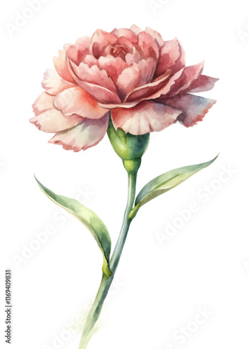 Watercolor flower illustration, pink carnation bloom, delicate petals, botanical art style, nature-inspired design.