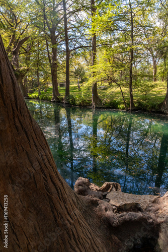 Bald cypress trees around lake in Wimberley