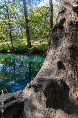 Bald cypress trees around lake in Wimberley