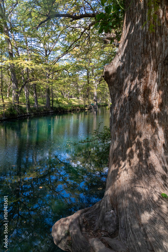 Bald cypress trees around lake in Wimberley