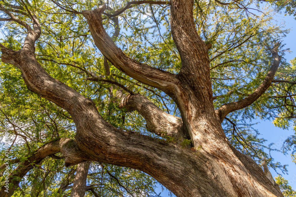 Details of a bald cypress tree in Wimberley Details of a bald cypress tree in Wimberley