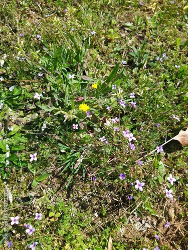 flowers in the garden