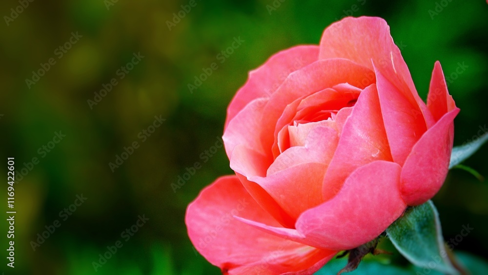 A beautiful rose in full bloom, surrounded by blurred greenery. The delicately layered petals reveal bright, warm colors, with natural gradations A beautiful rose in full bloom, surrounded by blurred greenery. The delicately layered petals reveal bright, warm colors, with natural gradations
