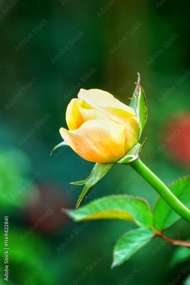 A beautiful rose in full bloom, surrounded by blurred greenery. The delicately layered petals reveal bright, warm colors, with natural gradations A beautiful rose in full bloom, surrounded by blurred greenery. The delicately layered petals reveal bright, warm colors, with natural gradations