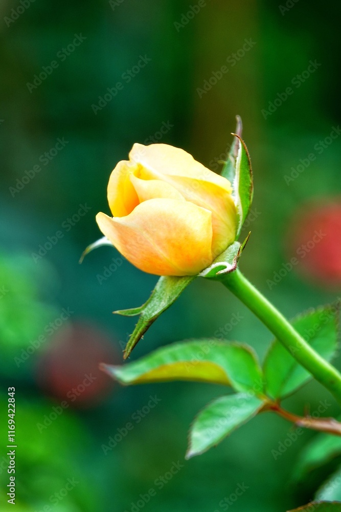 A beautiful rose in full bloom, surrounded by blurred greenery. The delicately layered petals reveal bright, warm colors, with natural gradations A beautiful rose in full bloom, surrounded by blurred greenery. The delicately layered petals reveal bright, warm colors, with natural gradations