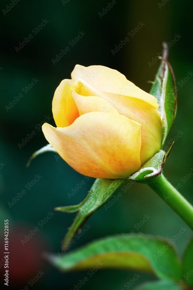 A beautiful rose in full bloom, surrounded by blurred greenery. The delicately layered petals reveal bright, warm colors, with natural gradations A beautiful rose in full bloom, surrounded by blurred greenery. The delicately layered petals reveal bright, warm colors, with natural gradations