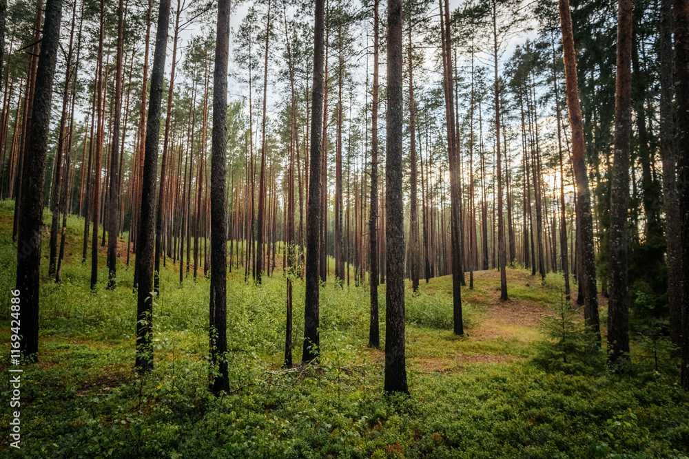 Fototapeta premium green pine forest with stately tree trunks and sunset behind the trees