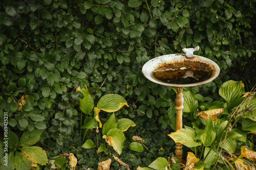 Принти на полотні Rustic birdbath with dirty water surrounded by greenery with copy space