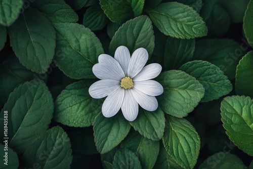 Bright white flower surrounded by dark green leaves creates a stunning natura...