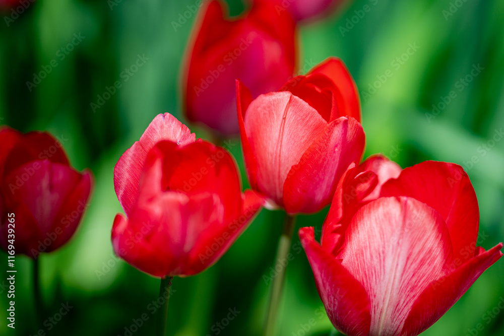 Red Tulip flower in tulip field at spring day. Colorful vivid pink tulips in the park. Spring landscape. Red tulip garden in spring. The Tulip. Beautiful bouquet of tulips in spring nature. Close up Red Tulip flower in tulip field at spring day. Colorful vivid pink tulips in the park. Spring landscape. Red tulip garden in spring. The Tulip. Beautiful bouquet of tulips in spring nature. Close up