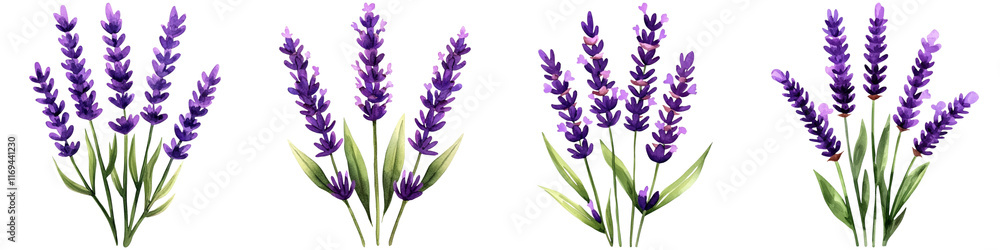 Obraz premium Watercolor lavender design and botanical minimalist, A vibrant arrangement of lavender flowers showcasing their rich purple hues and delicate leaves.