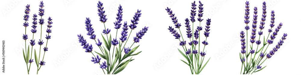 Fototapeta premium Watercolor lavender design and botanical minimalist, A cluster of purple lavender flowers with green leaves, showcasing multiple stems and a vibrant color palette.