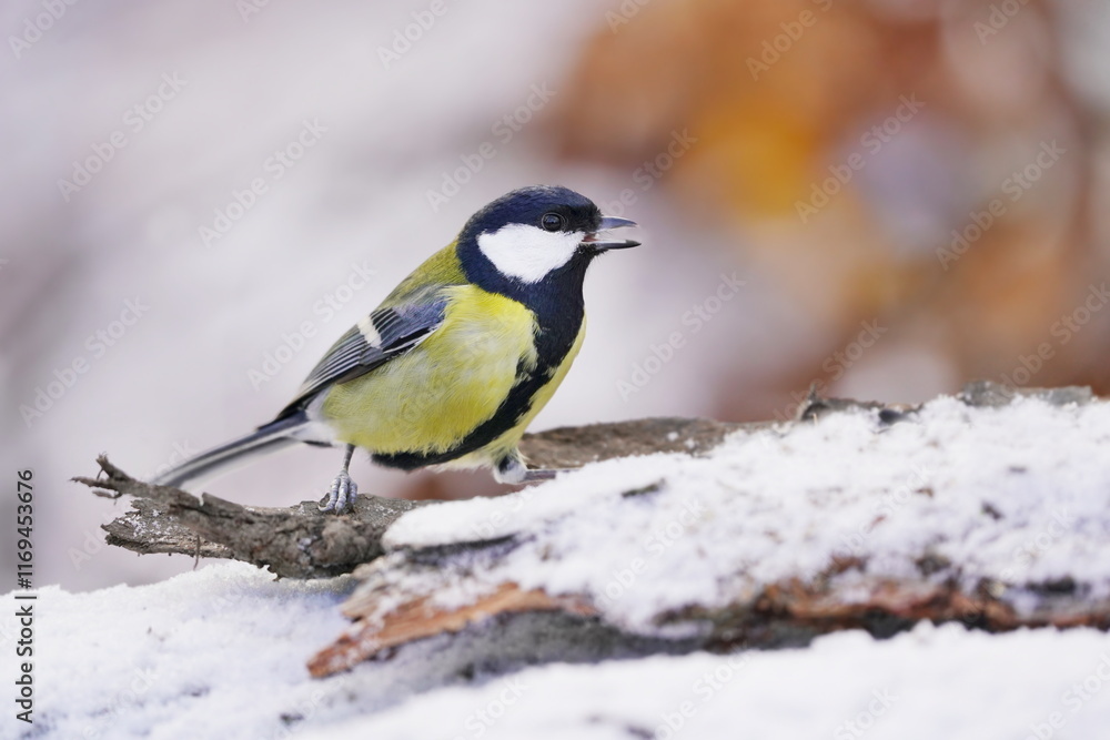 Fototapeta premium A cute great tit sits on a snowy branch. Parus major