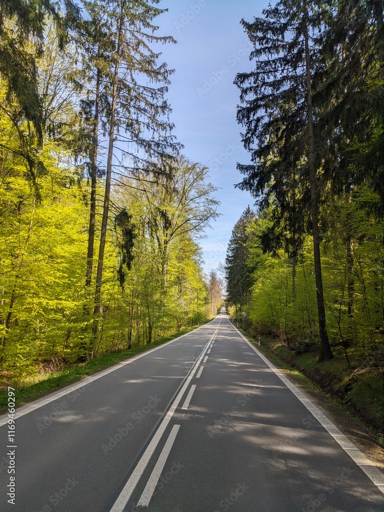Fototapeta premium road in autumn forest